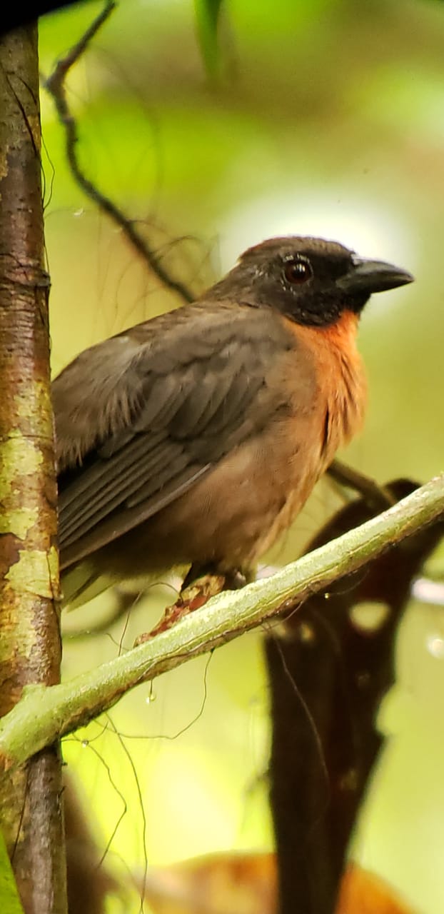 Bosque, fauna y senderos del Trillo de la Danta en Bahia Drake