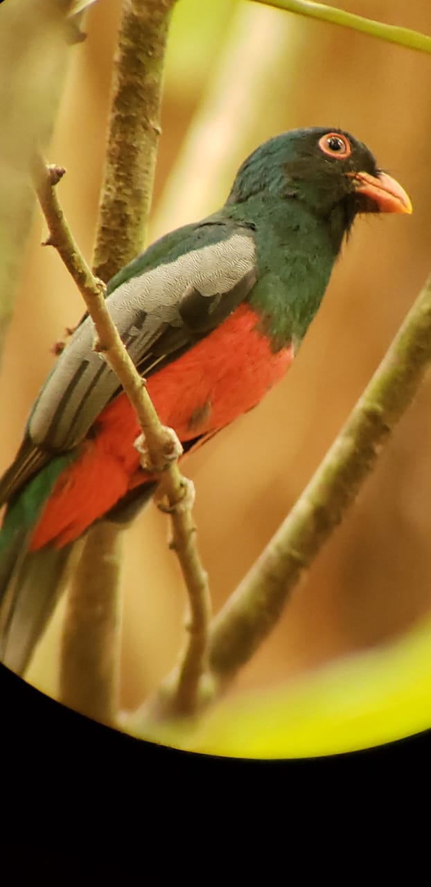 Bosque, fauna y senderos del Trillo de la Danta en Bahia Drake