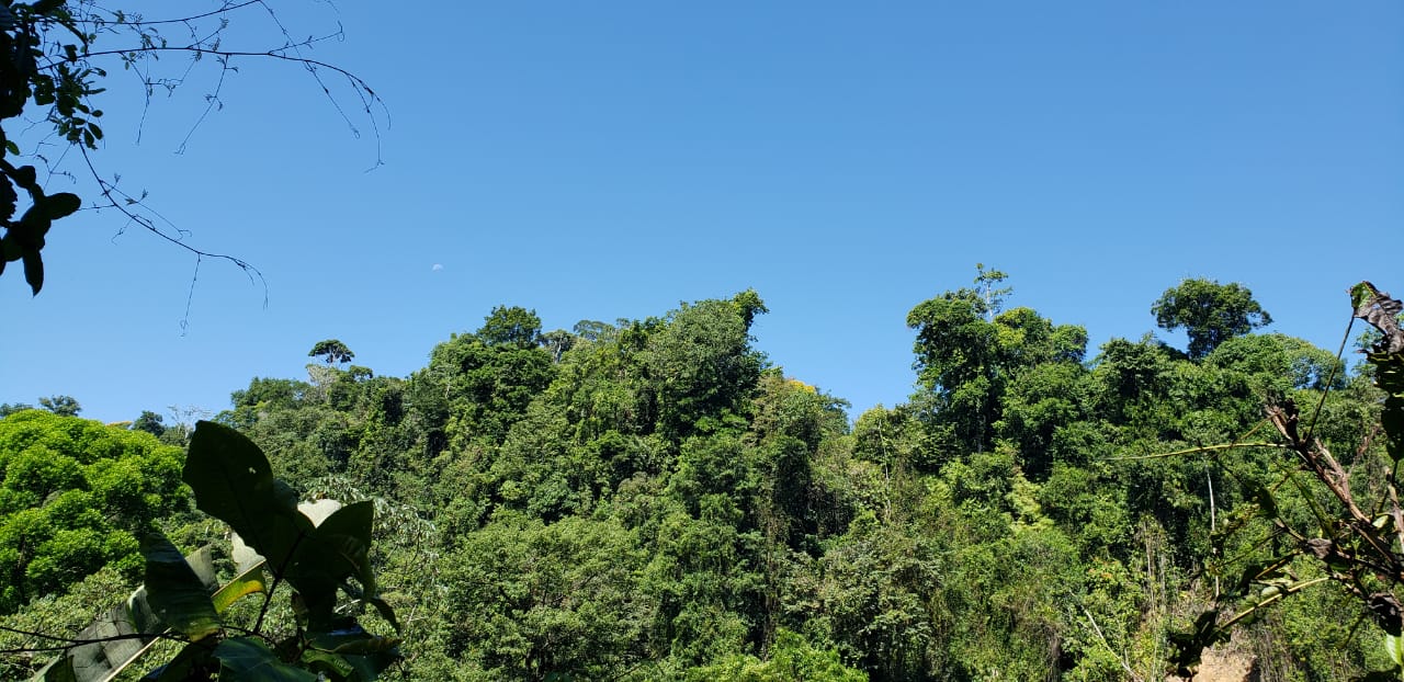 Bosque, fauna y senderos del Trillo de la Danta en Bahia Drake