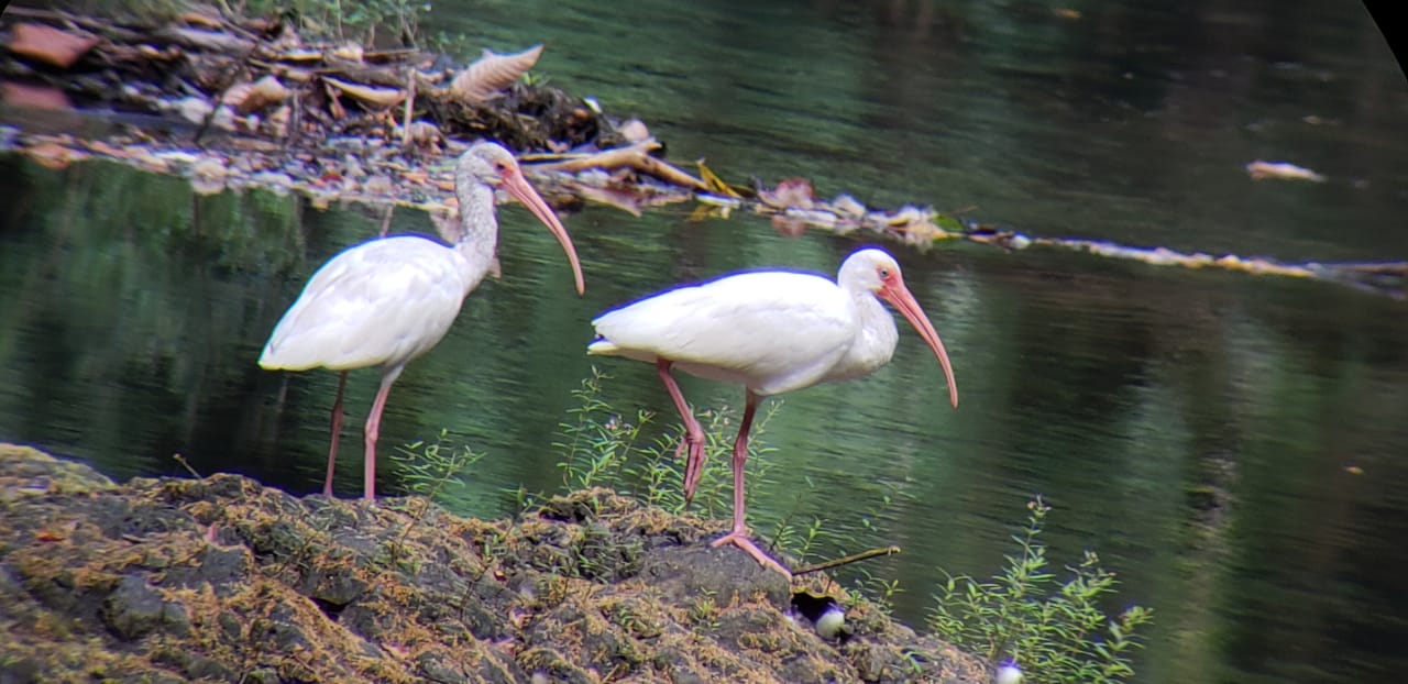 Bosque, fauna y senderos del Trillo de la Danta en Bahia Drake